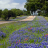 TX Highways Landscaping